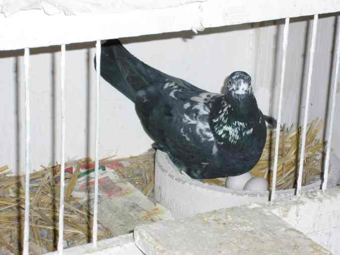 black mottle cock