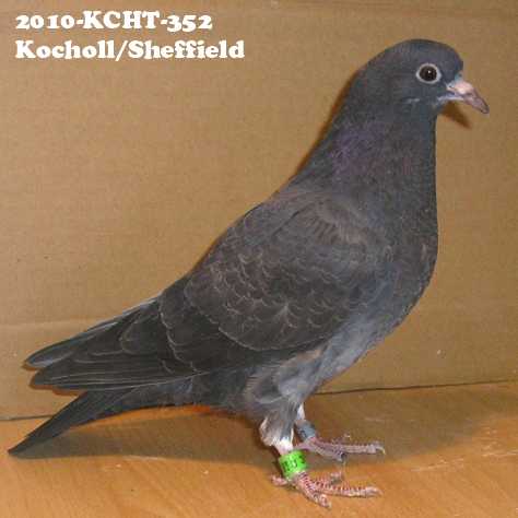 Kocholl/Sheffield
